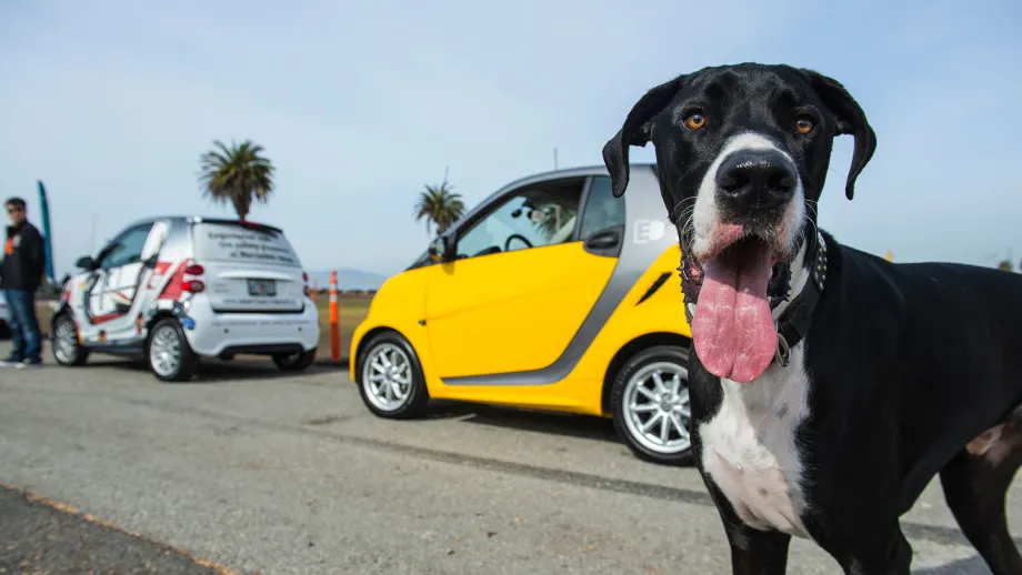 picture of a dog with his tongue out in front of electric cars