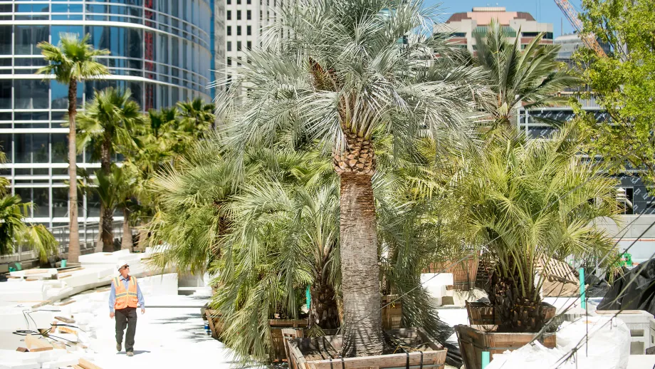 palm trees on rooftop garden