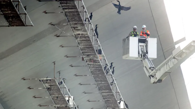Caltrans staff observe the cormorants, which are nesting on platforms installed on the underside of the new East  Span Skyway