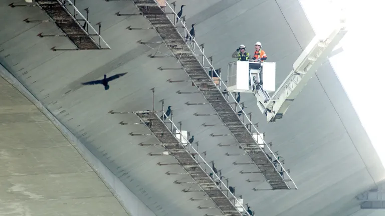 two men in a boom lift looking at cormorants