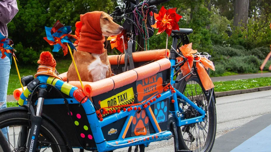 A happy dog in a bucket bike.
