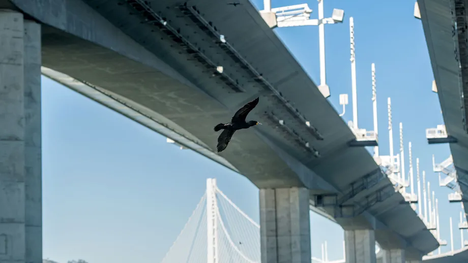 cormorant flying under bridge