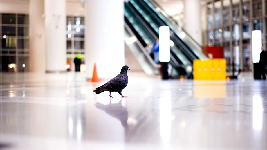A pigeon roams the first floor of the Salesforce Transit Center during the first day of  AC Transit Service