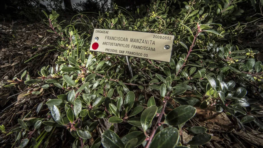 Cuttings of the Franciscan manzanita are growing at sites throughout the Bay Area, including the UC Berkeley Botanical Garden. 