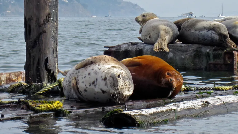 Harbor seals in Sausalito