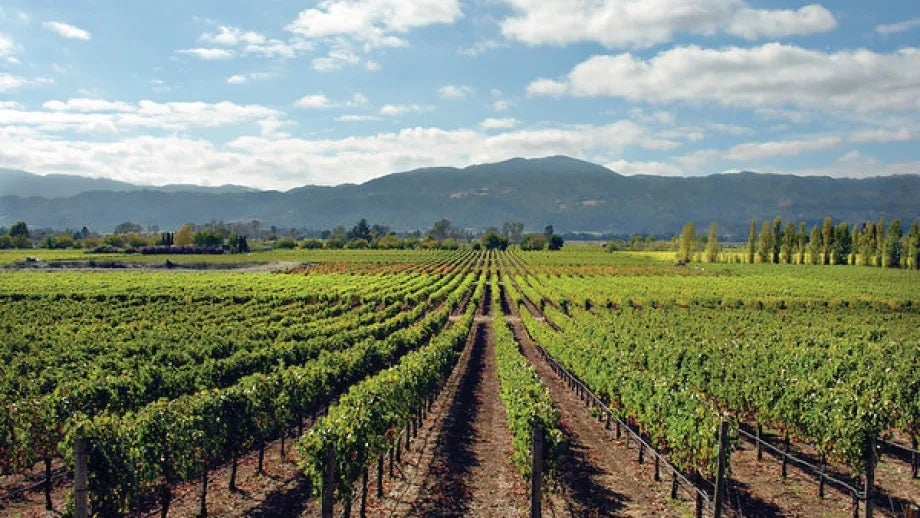 A vineyard in Napa County