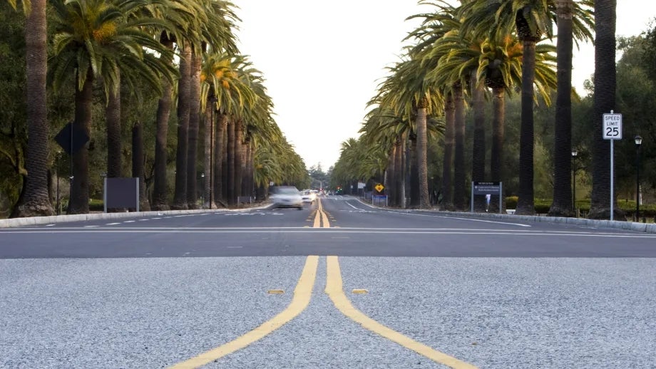 Low angle of a wide boulevard lined with mature palm trees.