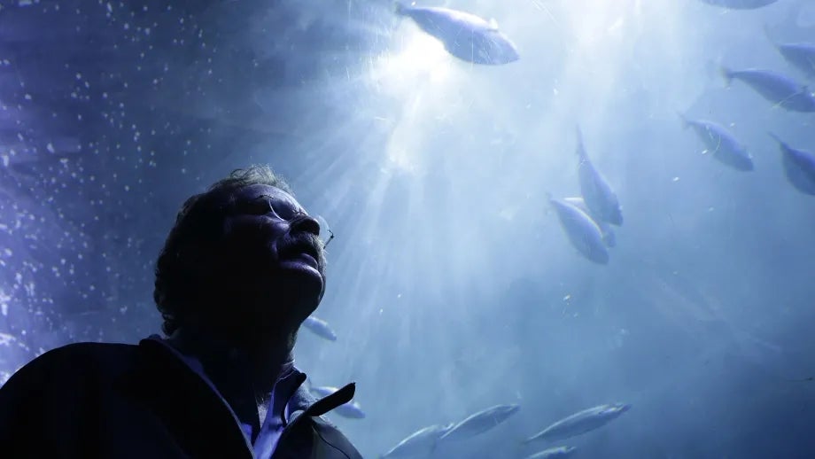 A person at the Aquarium of the Bay looks up at fish and other sea life swimming through a very large tank of water.