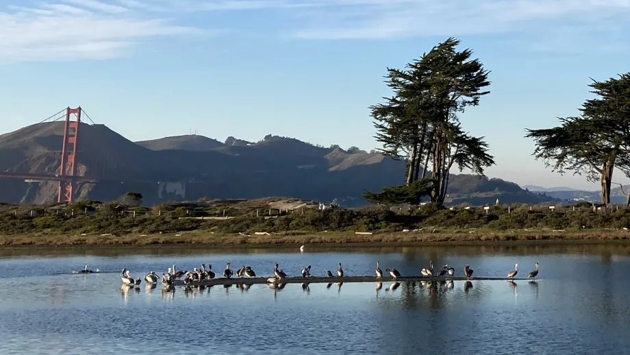 Birds in San Francisco's Crissy Field, with a view of the Golden Gate Bridge in the background.