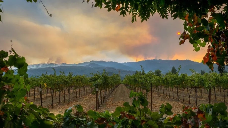 Photo of fire behind hills and vineyard