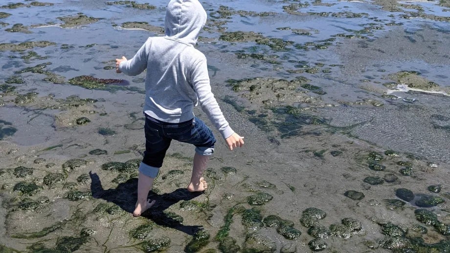 A boy plays at low tide at Crab Cove Beach in Alameda.
