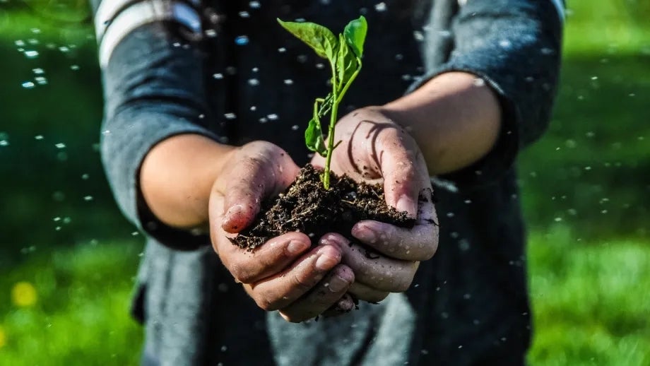 Hands held together in the foreground, holding soil and a sprouted plant