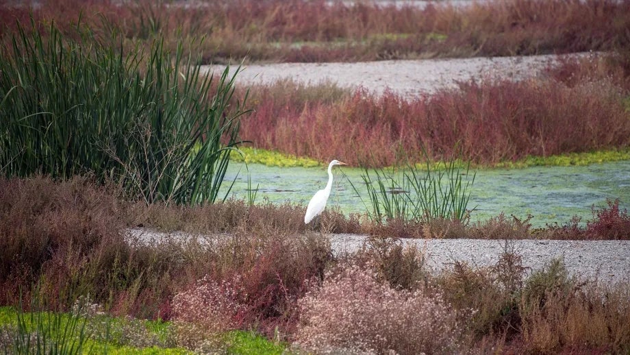 egret stands by marshland