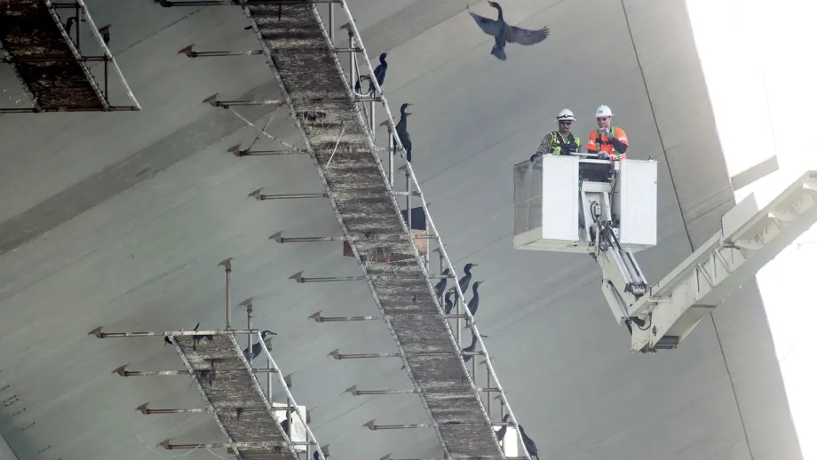 Caltrans staff observe the cormorants, which are nesting on platforms installed on the underside of the new East  Span Skyway